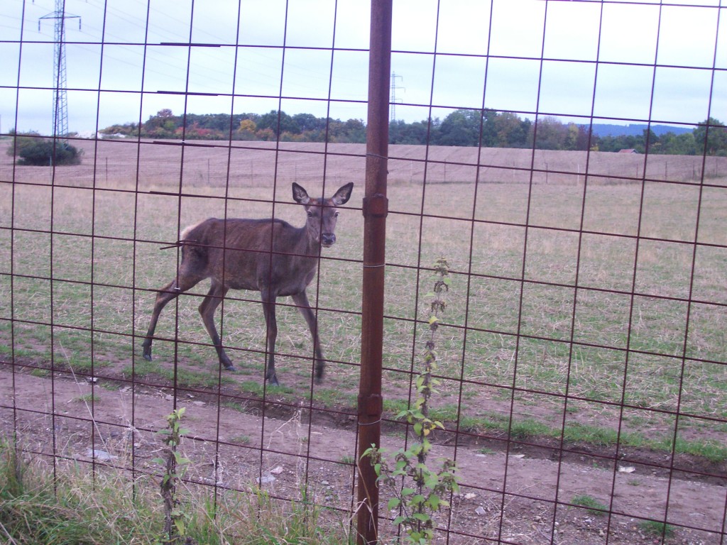 hasici025.jpg