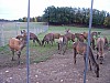 hasici017.jpg